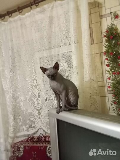 Канадский сфинкс вязка