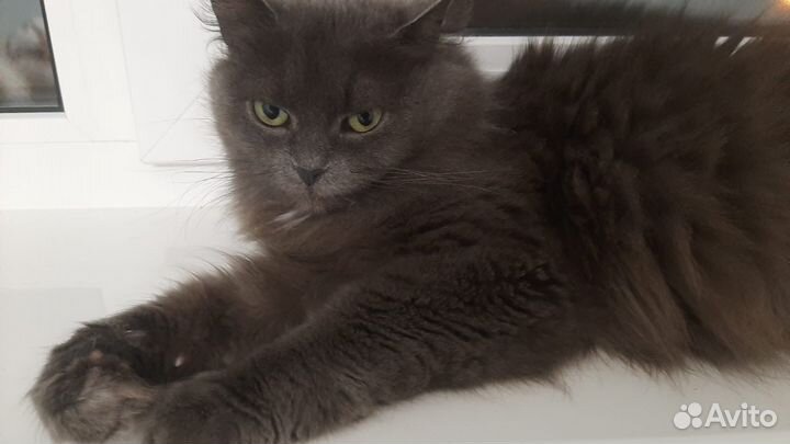 Ласковая,милая кошечка