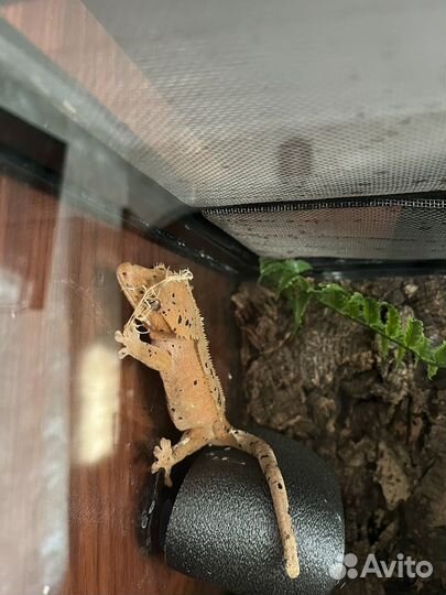 Реснитчатый бананоед(самка )