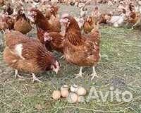 Куры молодки несушки с доставкой