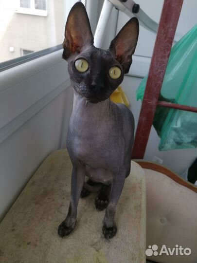 Канадский сфинкс кошка вязка