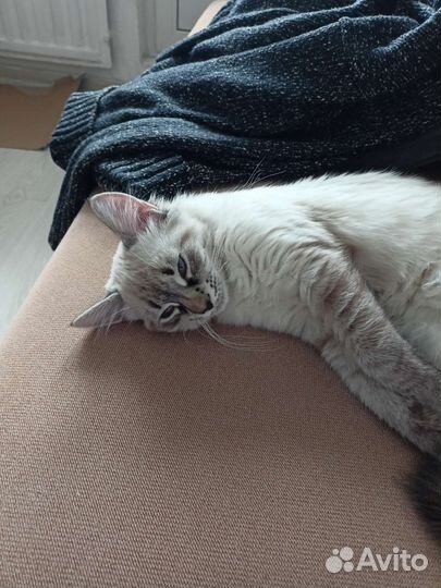 Невская маскарадная