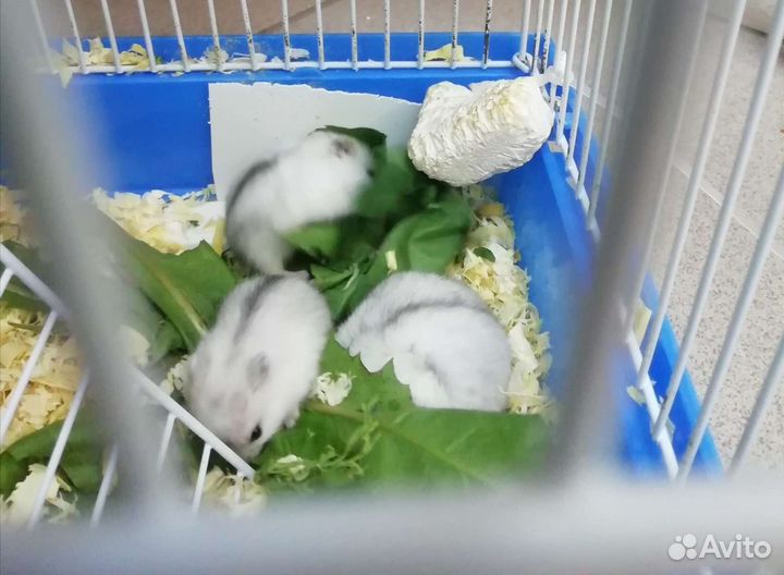 Джунгарский хомяк