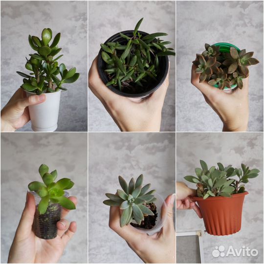 Суккуленты