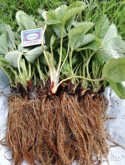 Рассада клубники клери