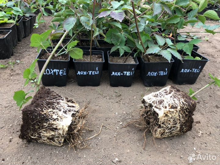 Лохтей сладкая ежевика без шипов (саженцы зкс)