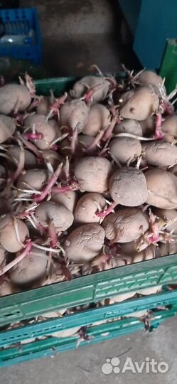 Посадочный картофель