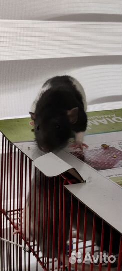 Декоративная крыса