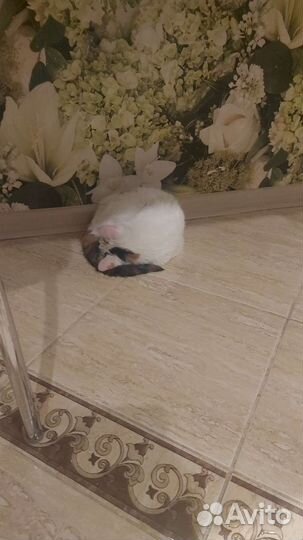 Ласковая киса ищет своего любимого человека