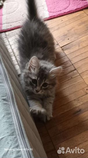 Кошки в добрые руки бесплатно