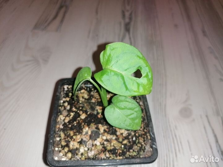 Монстера адансони