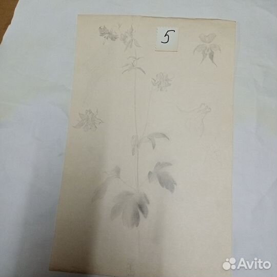 Рисунки батанические