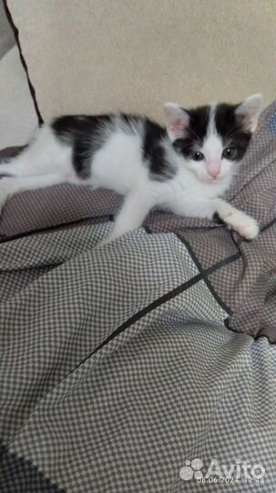 Котята