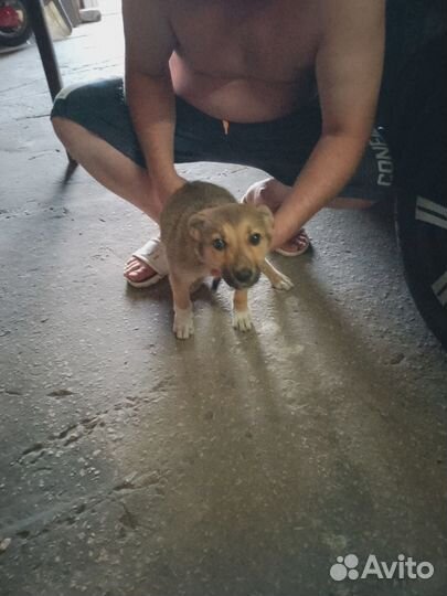 Отдам в добрые руки щенка девочка