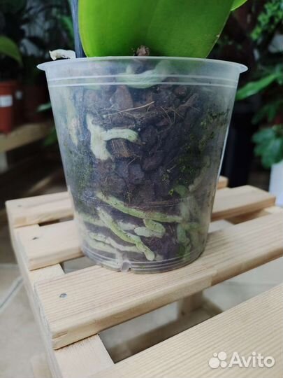 Орхидея фаленопсис биг лип