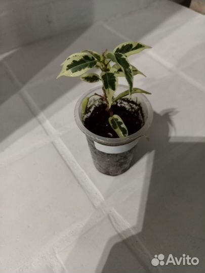 Фикус бенджамина разные сорта