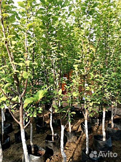 Саженцы яблоня китайка Мандарин