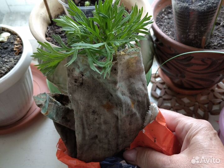 Пион игольчатый