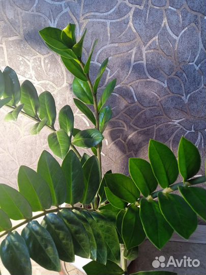 Замиокулькас цветы