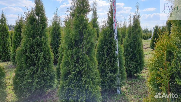 Туя западная Смарагд
