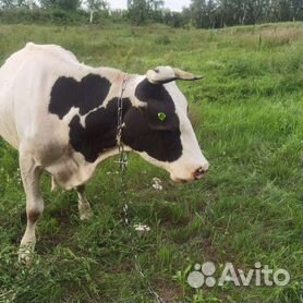 Сельские коровы. Продает корову годовалого с теленком. Продается корова вторым отелом. Айрширская порода бычков. Высокоудойные коровы.