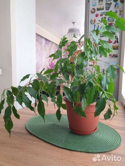 Комнатные цветы и горшки