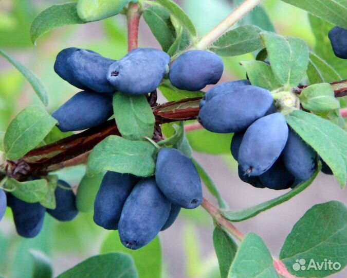 Саженцы Жимолости в наличии