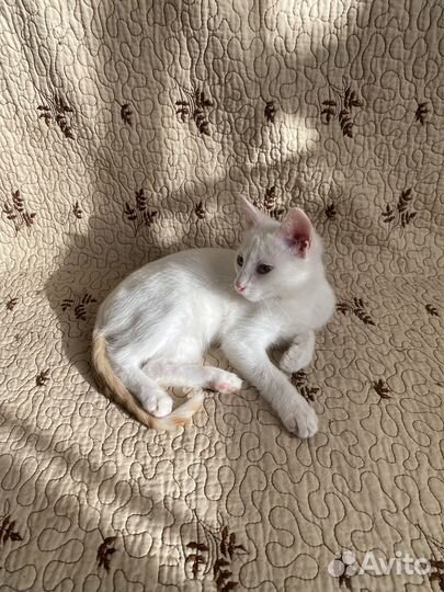 Котик - подросток в добрые руки