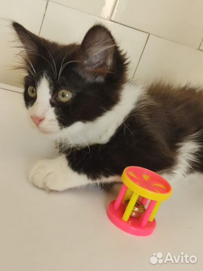 Котик Пушок