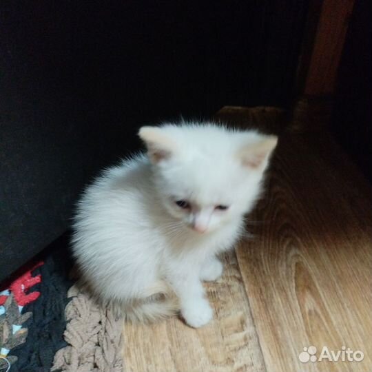 Котята мальчики