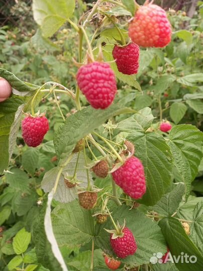 Саженцы ремонтантной малины Полька