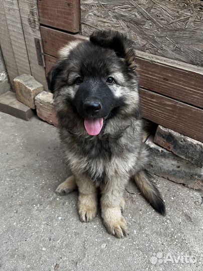 Отдам щенков в добрые руки бесплатно