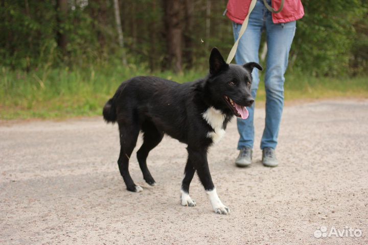 Собака Синди