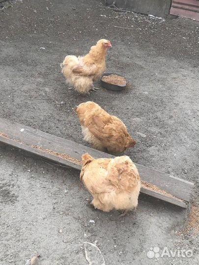 Петух и 3 курицы