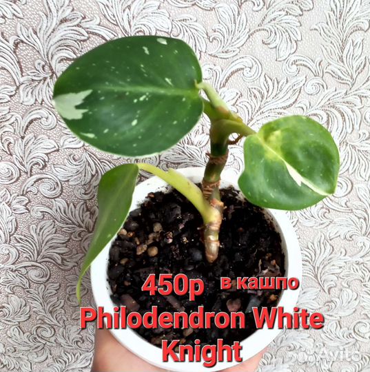 Сингониумы, филодендроны сортовые