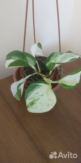 Плюмерия, филодендроны