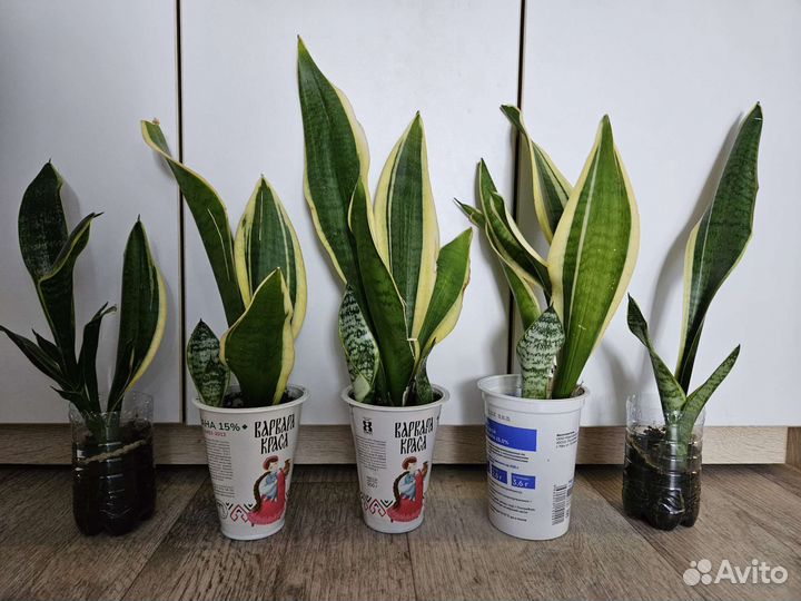 Сансевиерия Лауренти