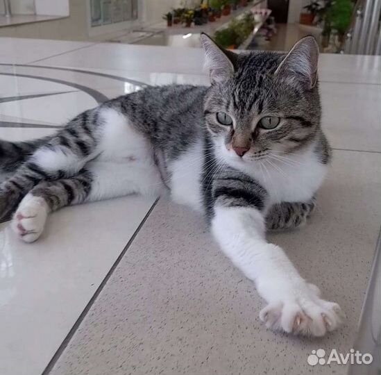 Ищу любящего хозяина