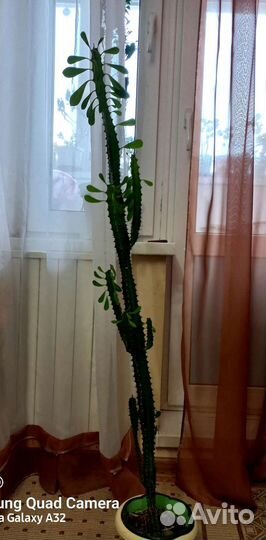 Кактус.Молочай