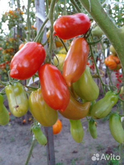 Семена томатов для засолки и салатов