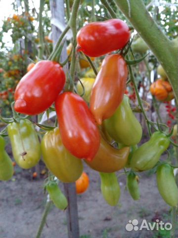 Семена томатов для засолки и салатов