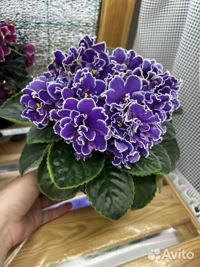 Фиалки сортовые