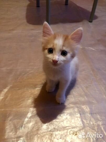 Рыжий котенок мальчик