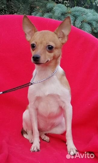 Щенки той фокстерьера