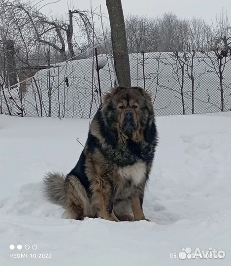 Продам щенят кавказской овчарки девочки