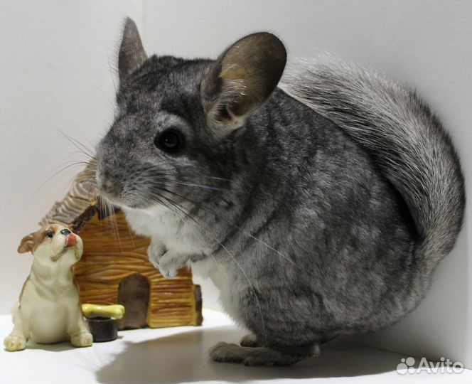 Шиншилла Стандарт Девочка