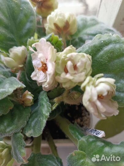 Цветы комнатные