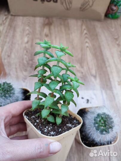 Кактусы и суккуленты