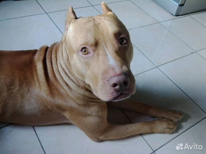 Кобель очень ищет себе невесту