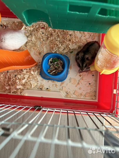 Продаю джунгариков с клеткой